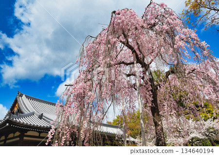 Beautiful cherry blossoms at Hokongoin Temple in Kyoto (Ukyo Ward, Kyoto City, Kyoto Prefecture) 134640194