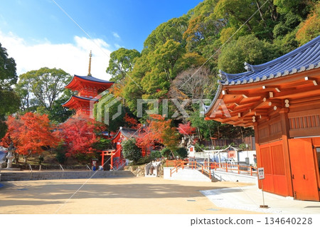 [Hyogo Prefecture] Three-story pagoda and autumn leaves at Suma-dera Temple on a clear day 134640228