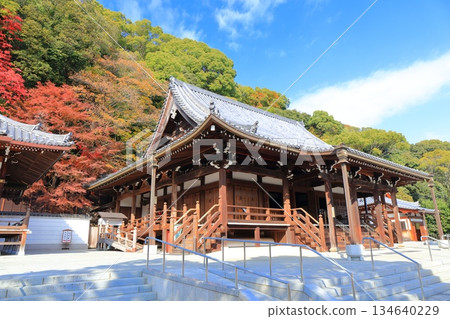 【兵庫縣】晴天下的須磨寺正殿和秋葉 134640229