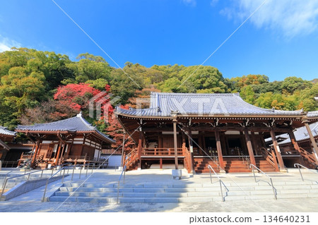 【兵庫縣】晴朗的秋日,秋葉映襯下的須磨寺正殿和大師堂。 【兵庫縣】晴朗的秋日,秋葉映襯下的須磨寺正殿和大師堂。 134640231