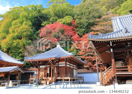 【兵庫縣】晴天時須磨寺的大士堂與秋葉 【兵庫縣】晴天時須磨寺的大士堂與秋葉 134640232