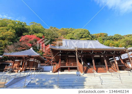 [Hyogo Prefecture] Suma-dera Temple's main hall and Daishi-do hall on a clear day, with autumn leaves 134640234