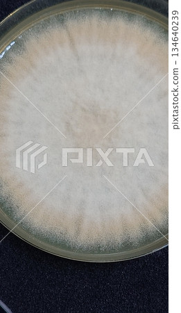 大面積、廣泛分佈的黃麴菌群落 134640239