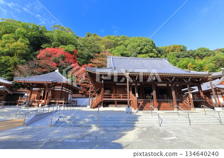 【兵庫縣】晴朗的秋日，秋葉映襯下的須磨寺正殿和大師堂。 134640240