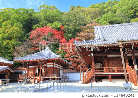 [Hyogo Prefecture] Suma-dera Temple's main hall and Daishi-do hall on a clear day, with autumn leaves 134640241