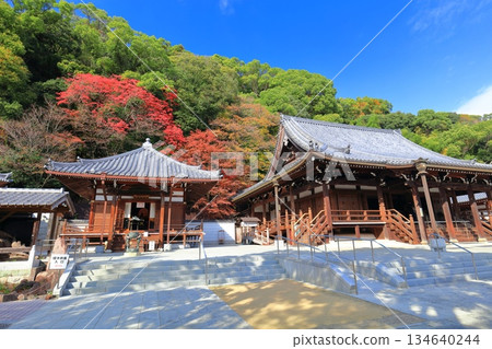 [Hyogo Prefecture] Suma-dera Temple's main hall and Daishi-do hall on a clear day, with autumn leaves 134640244