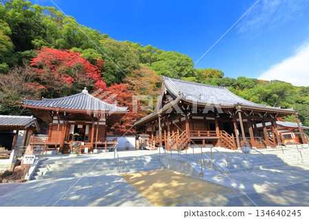 [Hyogo Prefecture] Suma-dera Temple's main hall and Daishi-do hall on a clear day, with autumn leaves 134640245