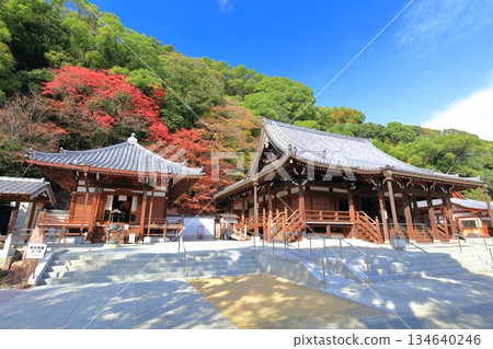 [Hyogo Prefecture] Suma-dera Temple's main hall and Daishi-do hall on a clear day, with autumn leaves 134640246