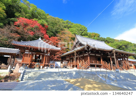 [Hyogo Prefecture] Suma-dera Temple's main hall and Daishi-do hall on a clear day, with autumn leaves 134640247