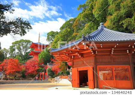 [Hyogo Prefecture] Suma-dera Temple's octagonal hall and autumn leaves on a clear day 134640248