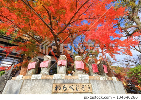 【兵庫縣】晴天下的須磨寺「蕨地藏」與秋葉 【兵庫縣】晴天下的須磨寺「蕨地藏」與秋葉 134640260