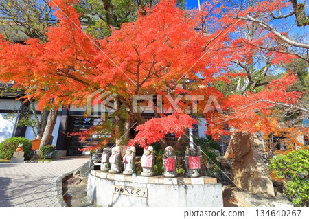 【兵庫縣】晴天下的須磨寺「蕨地藏」與秋葉 134640267