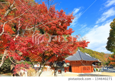 【兵庫縣】晴天下的須磨寺八角形大殿與秋葉 134640271