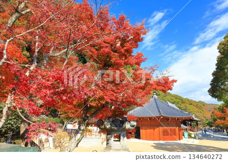 [Hyogo Prefecture] Suma-dera Temple's octagonal hall and autumn leaves on a clear day 134640272
