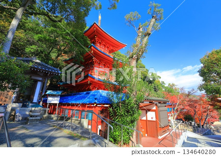 【兵庫縣】晴天時，須磨寺的三重塔與秋葉 134640280
