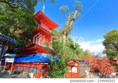 【兵庫縣】晴天時，須磨寺的三重塔與秋葉 134640281