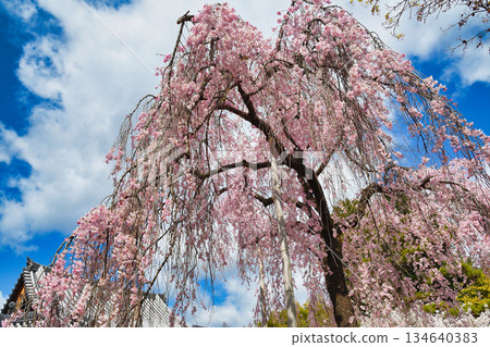 京都法光院(京都府京都市右京區)的櫻花盛開,美不勝收。 京都法光院(京都府京都市右京區)的櫻花盛開,美不勝收。 134640383