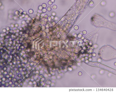 透過透明鏡頭拍攝的麴菌分生孢子 134640428