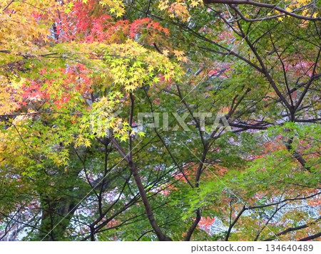 Colorful autumn leaves 134640489