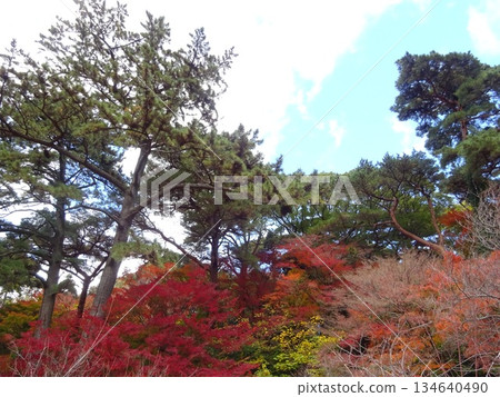 Autumn leaves trees 134640490