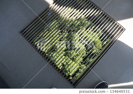 The greenery beneath your feet, the life that dwells in the gaps of the city 134640531