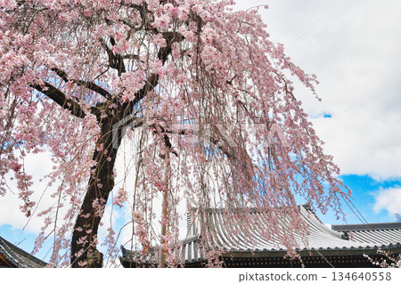 京都法光院（京都府京都市右京區）的櫻花盛開，美不勝收。 134640558