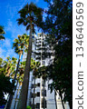 Tropical cityscape, palm trees, blue sky contrast, urban resort, looking up Tropical cityscape, palm trees, blue sky contrast, urban resort, looking up 134640569