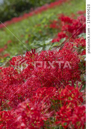 Tsuyagawa Cluster Amaryllis Colony in Gifu Prefecture: Bright red cluster amaryllis blooming all over the slope Tsuyagawa Cluster Amaryllis Colony in Gifu Prefecture: Bright red cluster amaryllis blooming all over the slope 134640628