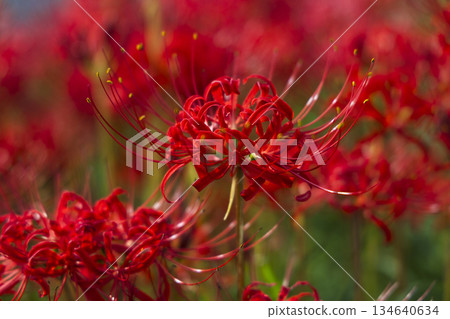 岐阜縣津屋川簇生朱頂紅群落：山坡上到處盛開著鮮紅色的簇生朱頂紅 134640634