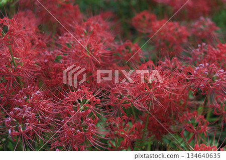 岐阜縣津屋川簇生朱頂紅群落：山坡上到處盛開著鮮紅色的簇生朱頂紅 134640635