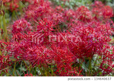 Tsuyagawa Cluster Amaryllis Colony in Gifu Prefecture: Bright red cluster amaryllis blooming all over the slope 134640637