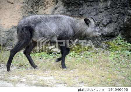 Antelope 134640696