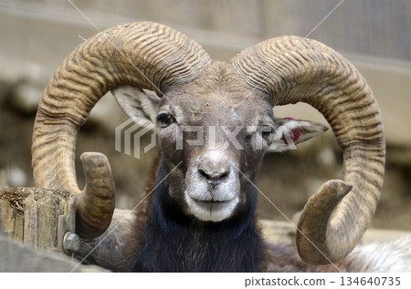 Mufflon Mufflon 134640735