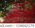 楓葉離開了紅葉 134642179