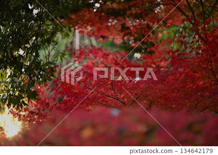 楓葉離開了紅葉 楓葉離開了紅葉 134642179