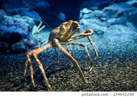The japan spider king crab or alaska king crab at kaiyukan aquarium , Osaka ,Japan 134642280