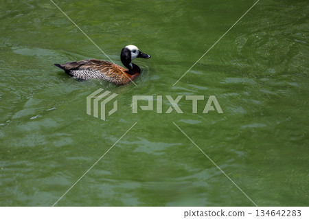 The White-faced Whistling Duck is swimming in the river 134642283