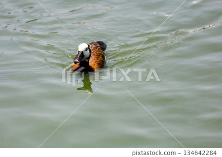 The White-faced Whistling Duck is swimming in the river 134642284