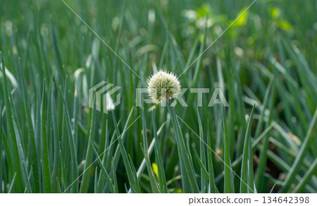 Onion heads in a summer field Onion heads in a summer field 134642398