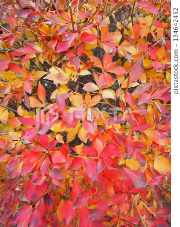 Vibrantly colored autumn leaves of Enkianthus campanulatus, autumn texture of red and orange 134642452