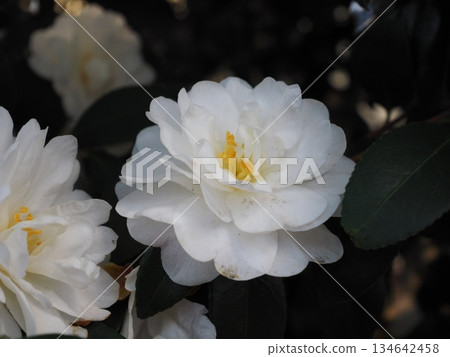 冬季盛開的白色山茶花，純白花瓣的特寫 134642458