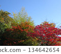 Autumn leaves shining in the blue sky 134642654