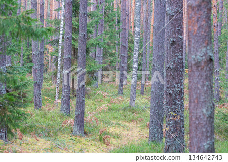 The forest in October. A walk in the depths of the forest in autumn. Deciduous and coniferous trees, natural forest background. 134642743