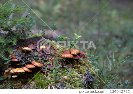 Cluster of honey fungus (Armillaria) also known as honey agaric growing on a forest Cluster of honey fungus (Armillaria) also known as honey agaric growing on a forest 134642755