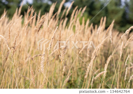 Autumn Wild Grass in Countryside Meadow 134642764