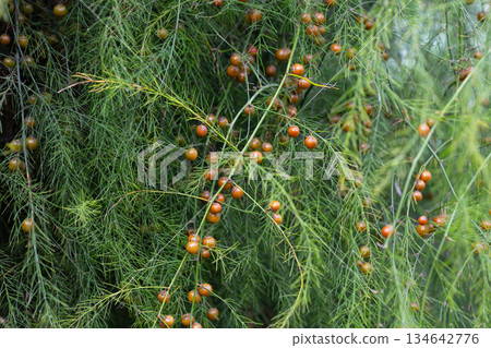 Green leaves of Edible Asparagus, Garden Asparagus or Asparagus Officinalis are growing in the field. Fruits of the Asparagus plant on a branch. Green leaves of Edible Asparagus, Garden Asparagus or Asparagus Officinalis are growing in the field. Fruits of the Asparagus plant on a branch. 134642776