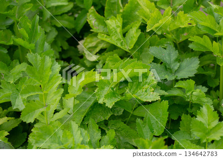 Young green leaves of the Parsnip plant or Pastinaca sativa. a plant of the umbrella family (Celery) - Apiaceae. It is also called meadow parsnip or common parsnip. Young green leaves of the Parsnip plant or Pastinaca sativa. a plant of the umbrella family (Celery) - Apiaceae. It is also called meadow parsnip or common parsnip. 134642783