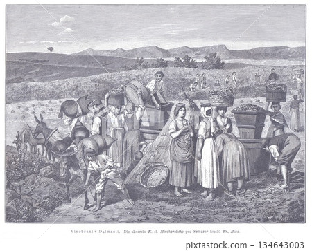 Dalmatian Harvest Scene With Women, Donkeys, and Carts Gathering Grapes in Traditional Countryside Setting 134643003