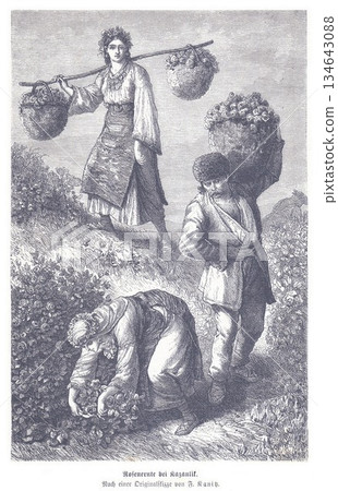 Vintage Illustration Of Women Harvesting Flowers With Baskets In A Field, Pastoral Landscape During Spring 134643088