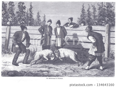 Two Rams Battle in a Rural Yard While Men Watch From a Weathered Wooden Fence 134643160
